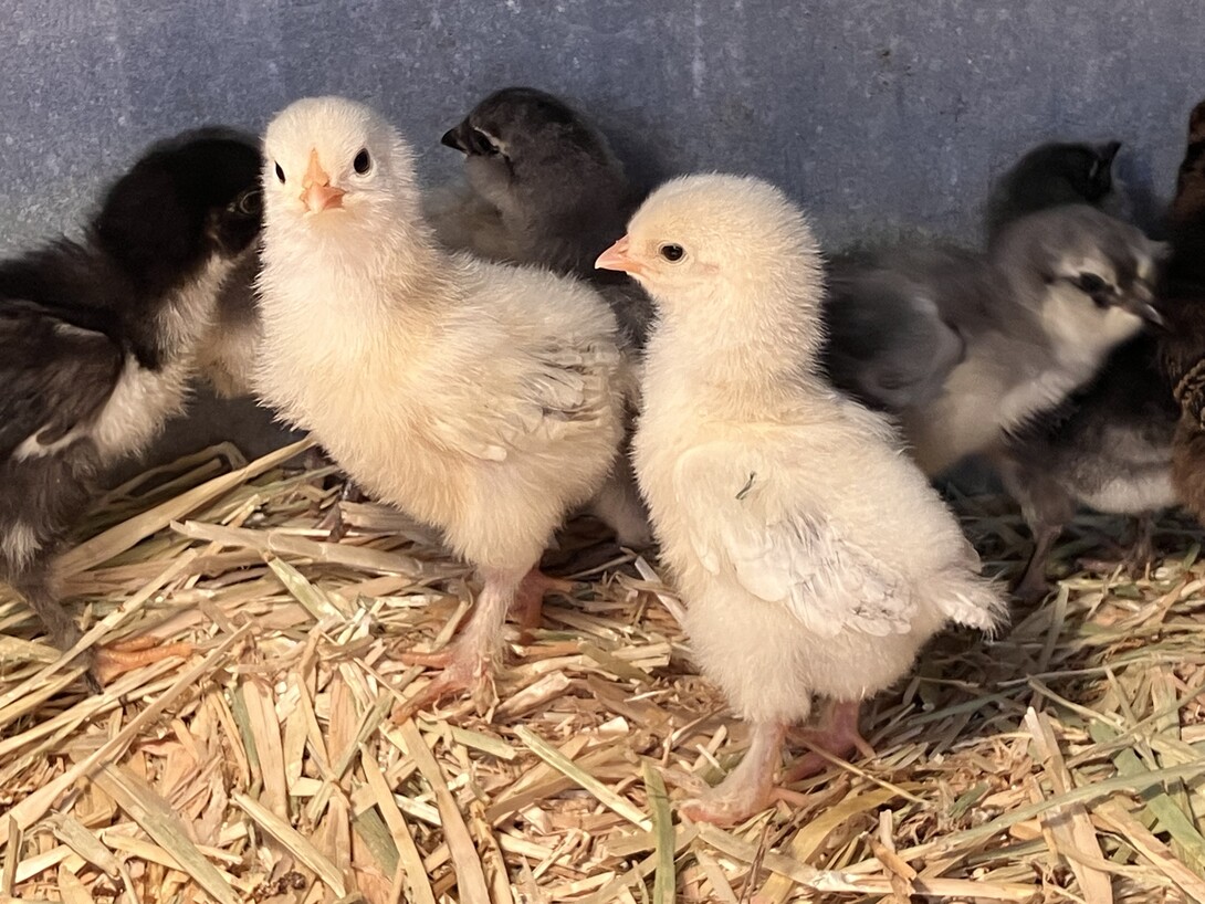 chicks