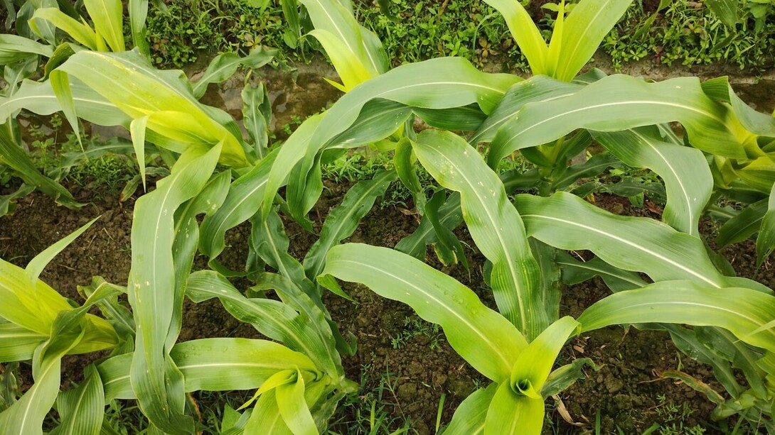 Symptoms of sulfur deficiency in a maize field in Vietnam.