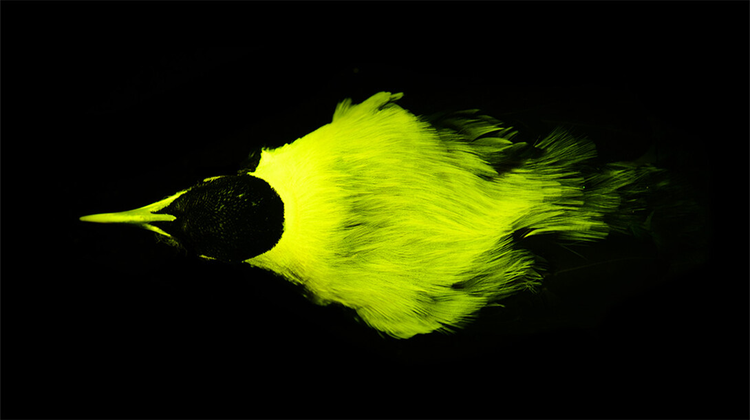 Biofluorescence is illuminated in an Emperor bird of paradise, emitting a yellow glow.