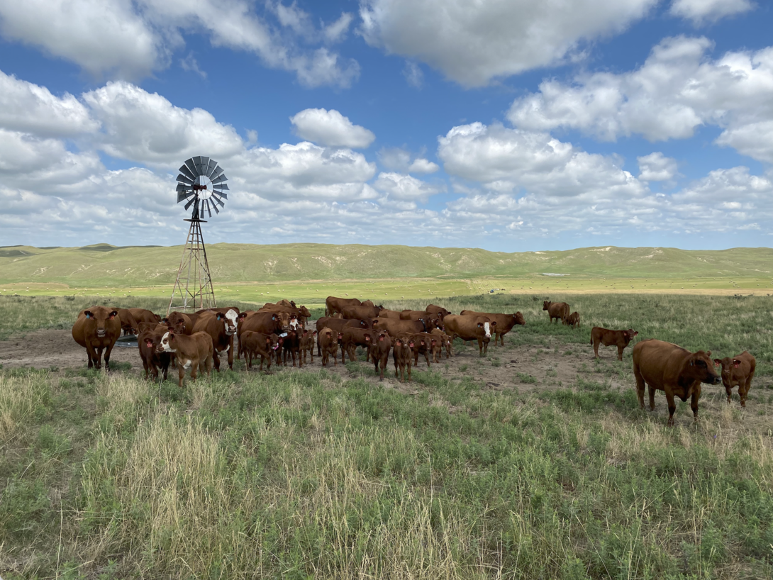 cattle around windmill