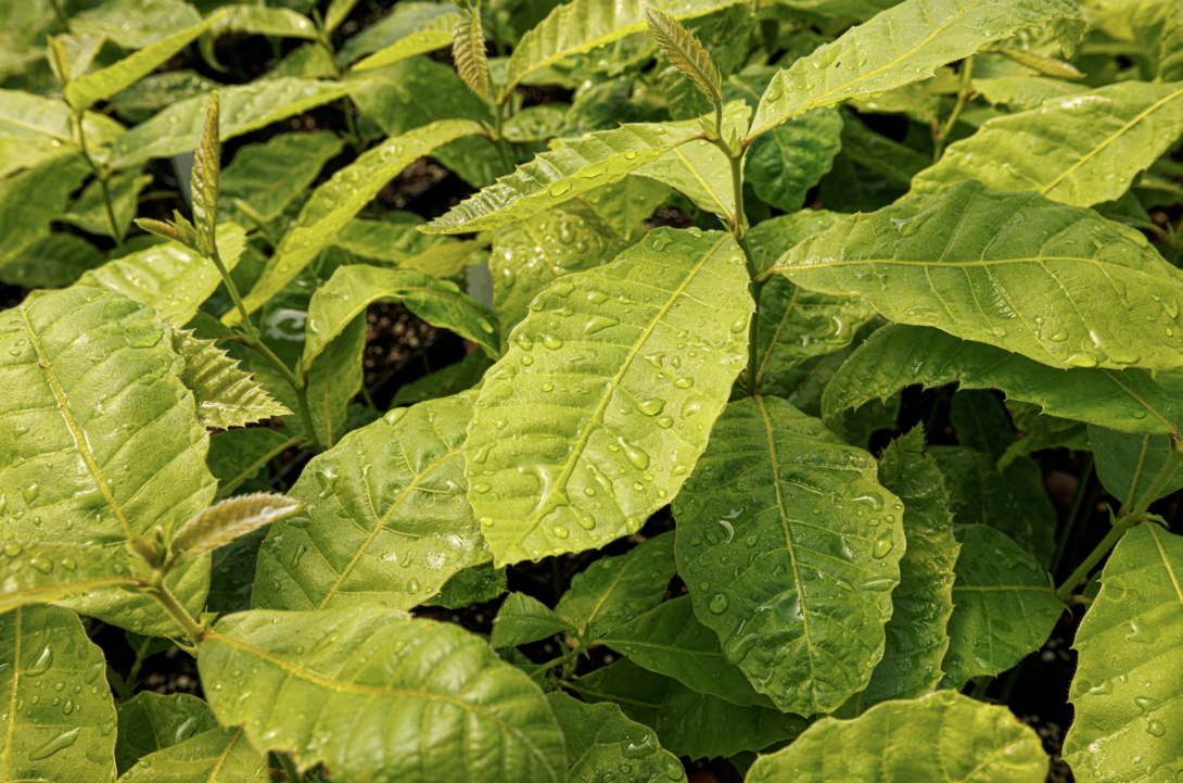 Water beads up on the leaves of a Chinese chestnut. 2024 Spring Affair plant sale by the Nebraska Statewide Arboretum is April 25-27. April 15, 2024. Photo by Craig Chandler / University Communication and Marketing
