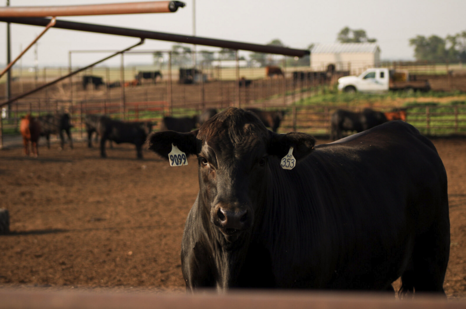 calf in feed yard
