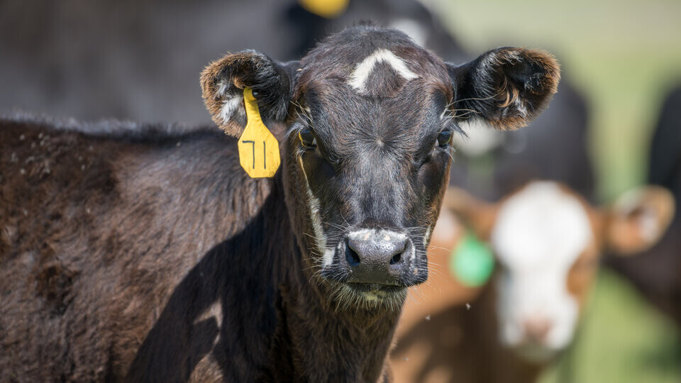 calf in pasture