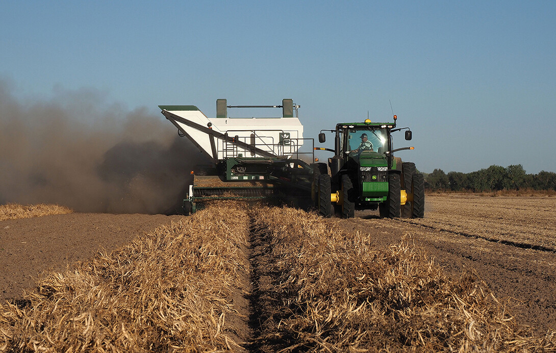 Dry Bean Harvest