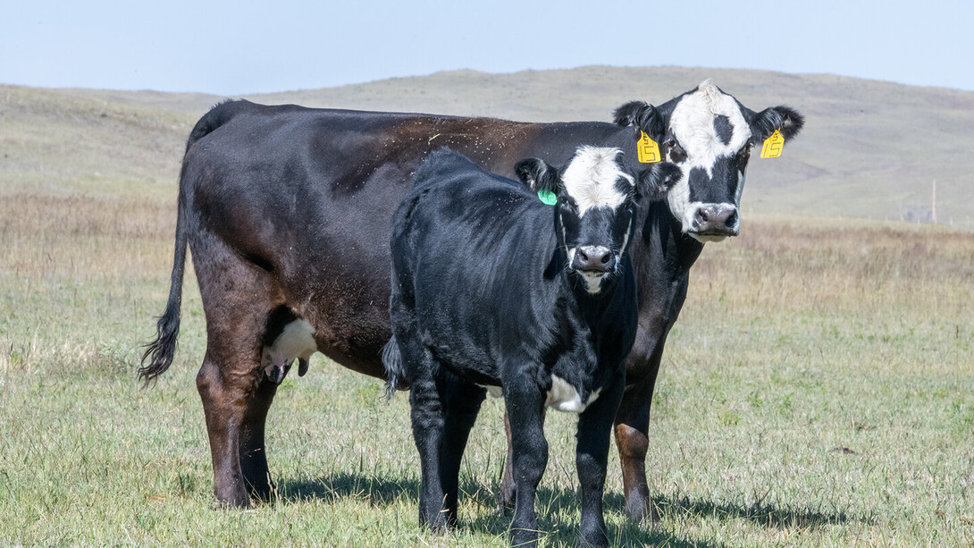 cow calf pair