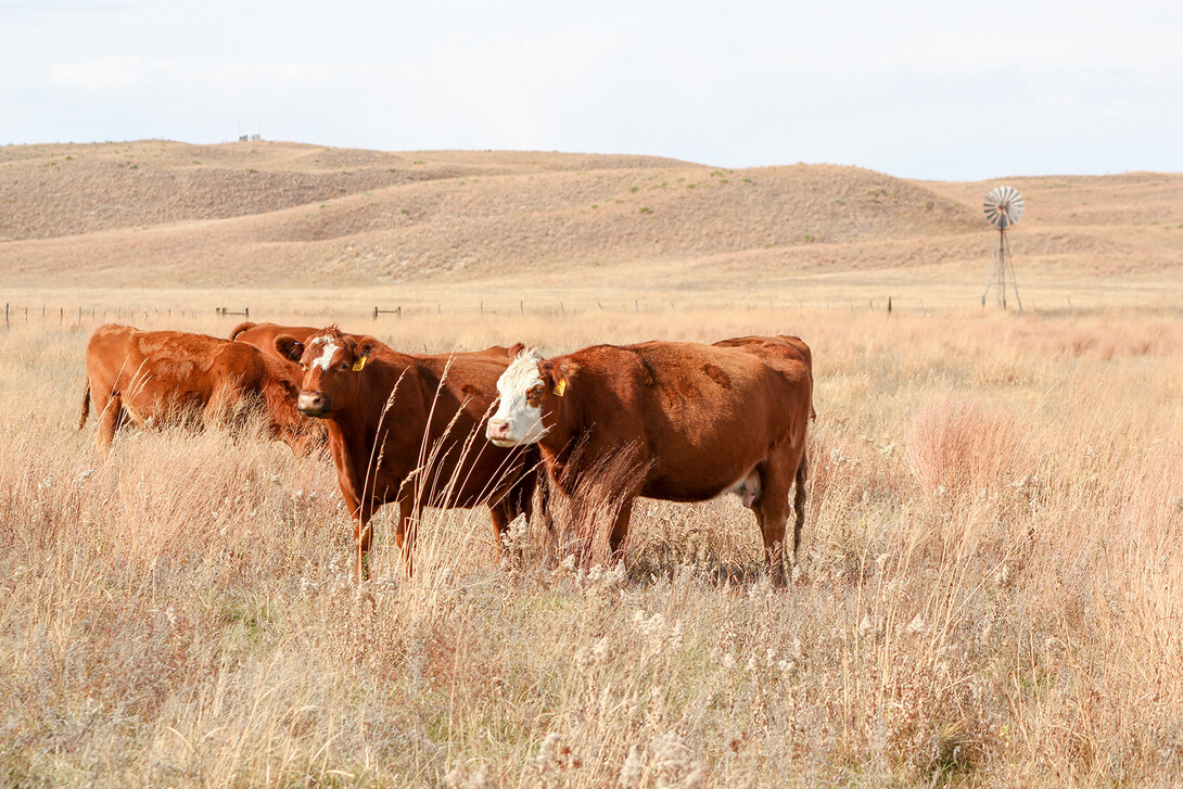 cattle in the pasture