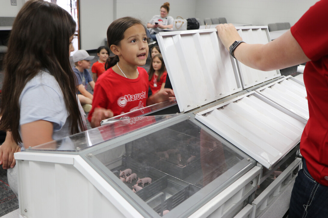 kids looking at swine