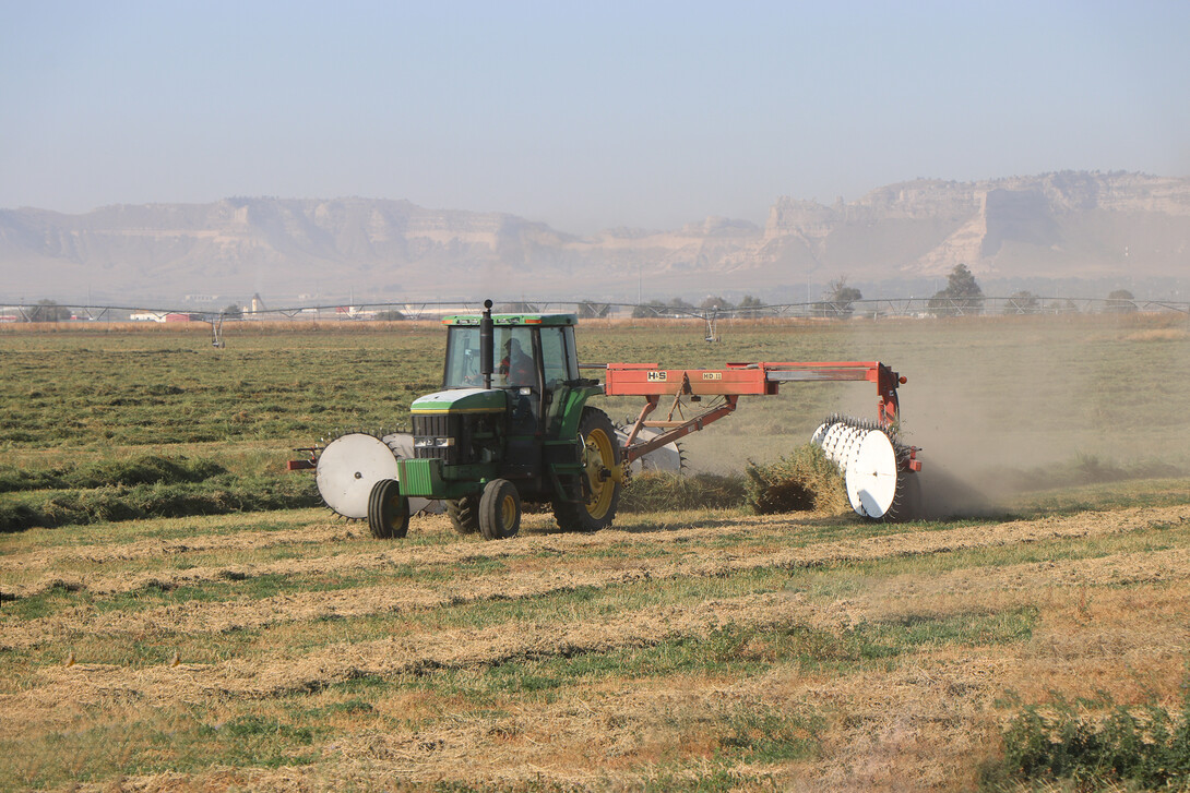 alfalfa rows