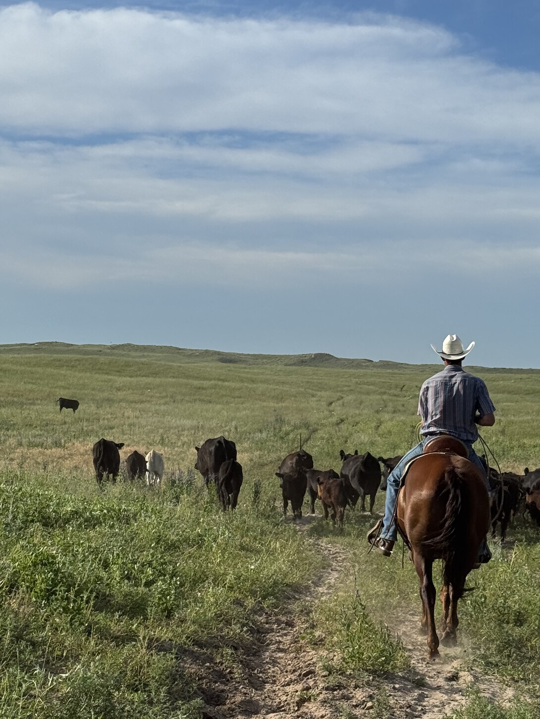 Austin Starr horseback moving cattle