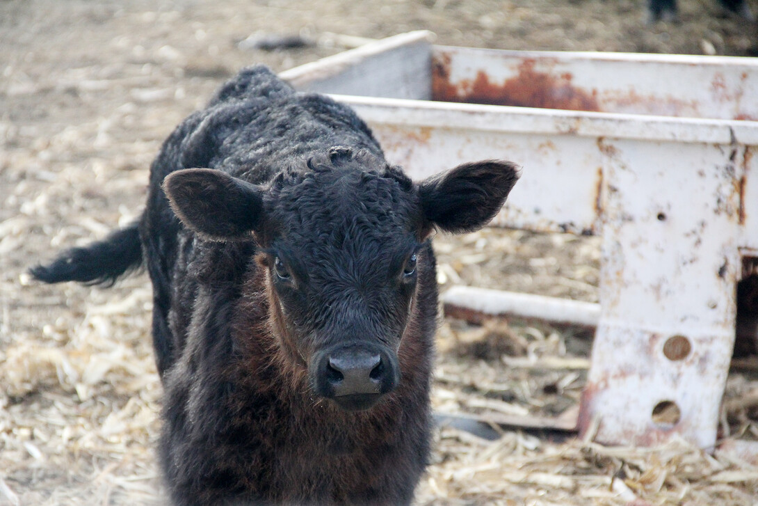 After exposure to wildfire smoke, vigilance will help calves stay healthy. 