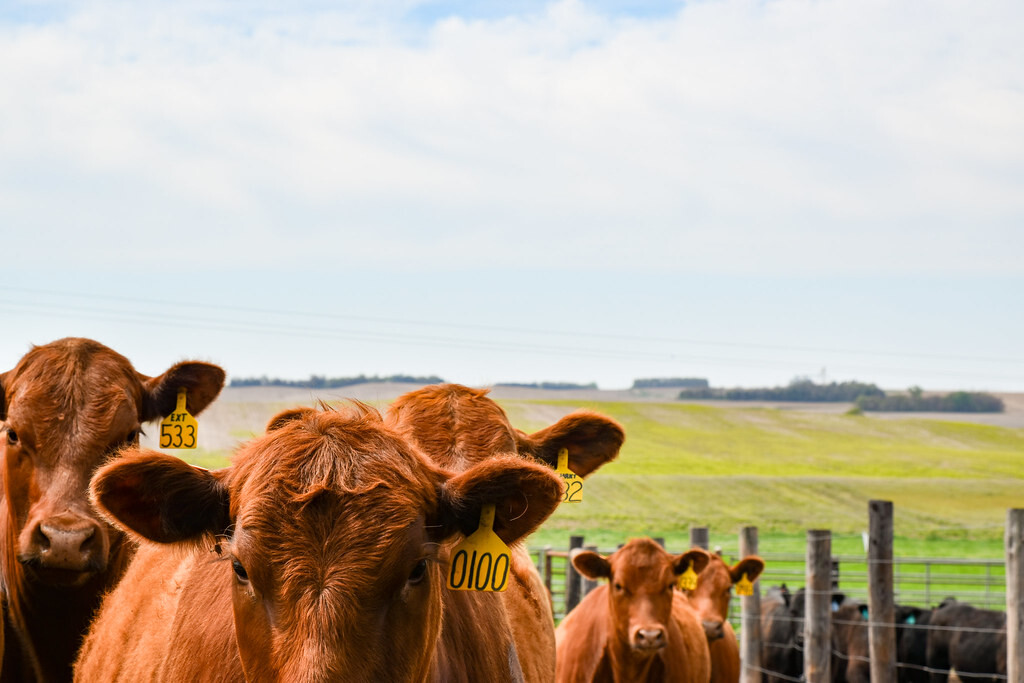 cattle in field with fence