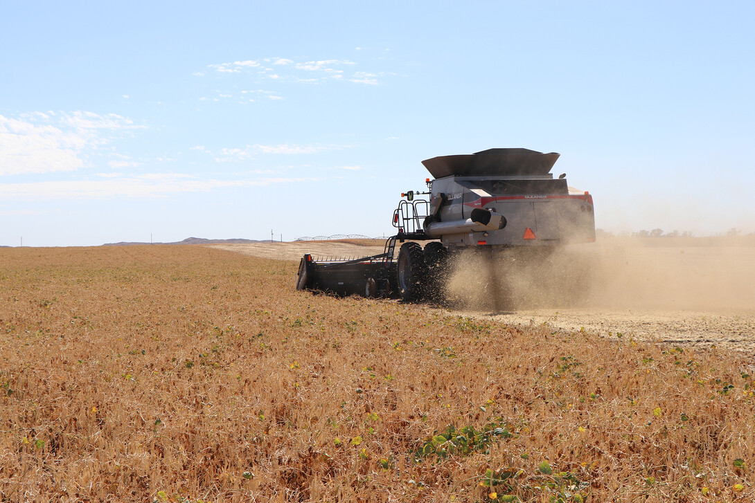 dry bean field