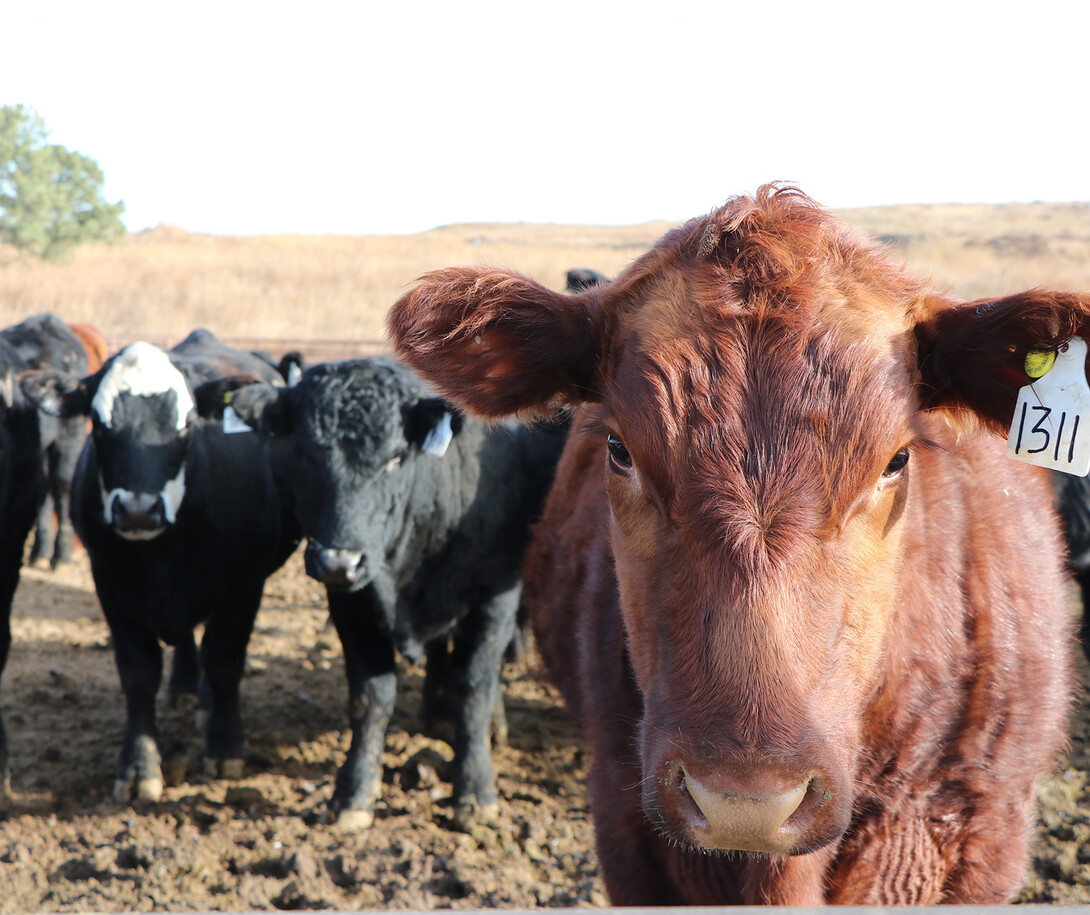 cattle in pen