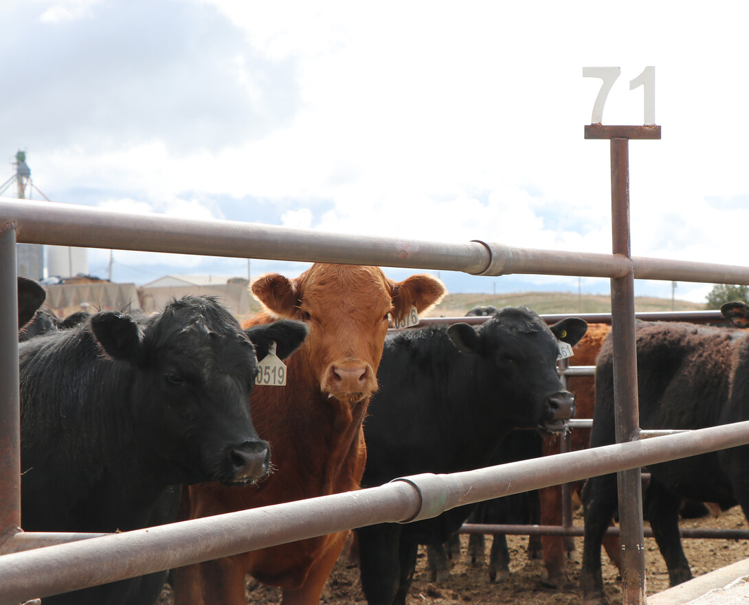 cattle in a feedlot