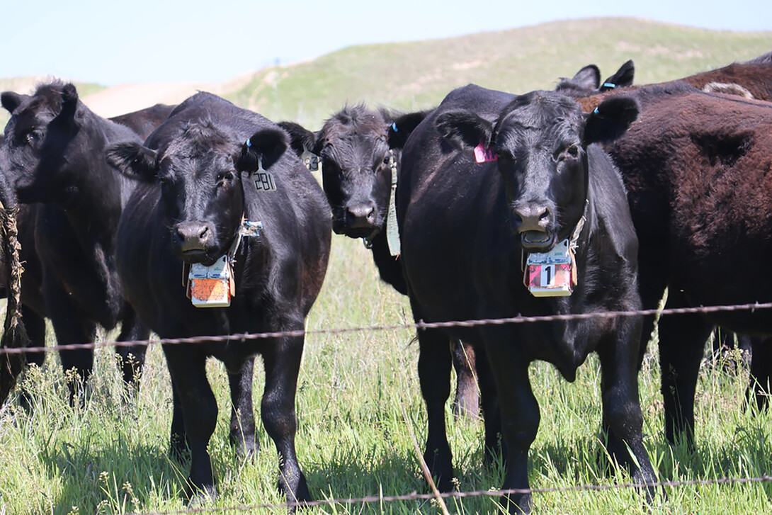 Virtual fencing for cattle is becoming more popular. Mitch Stephenson, Nebraska Extension Range Management Specialist, will discuss his research during a breakout session at the RBCS on Nov. 10-11.