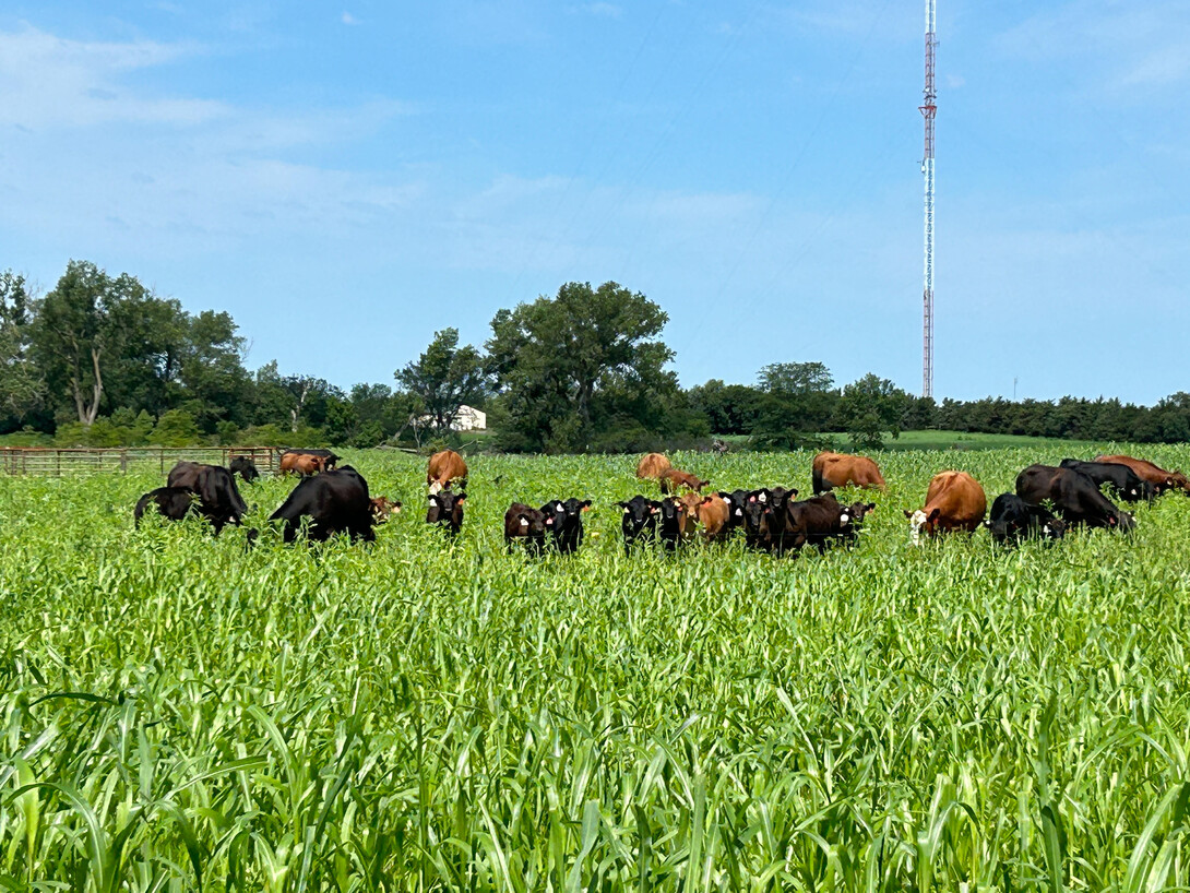 cattle grazing
