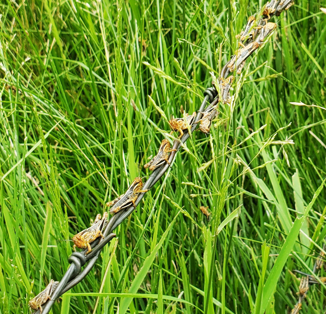 Grasshoppers line up on the barbed wire along a pasture. Photo by Natalie Jones