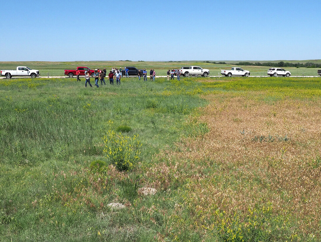 pasture with producers