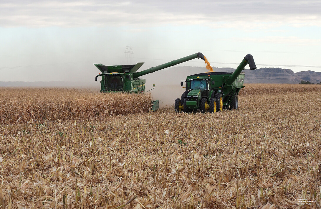 corn harvest