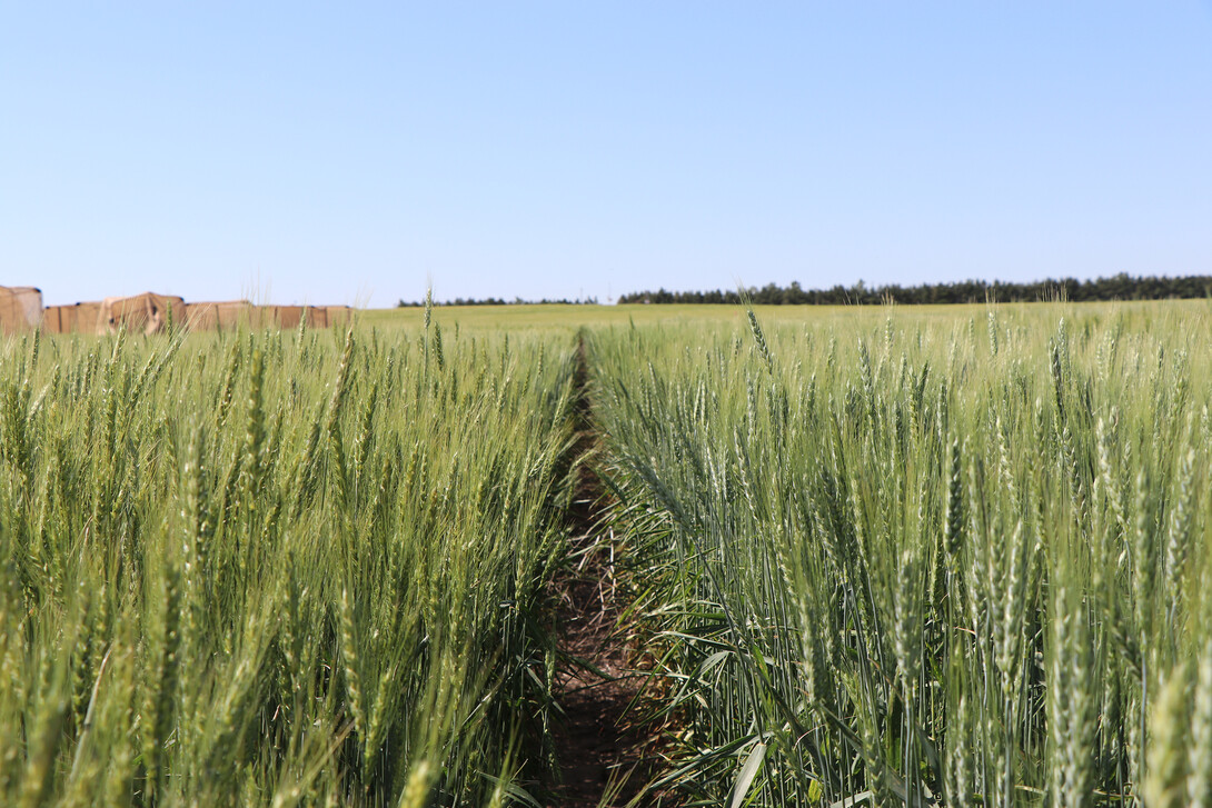 wheat field