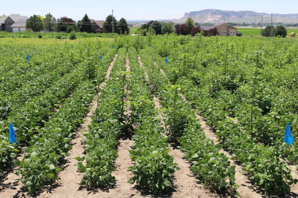 Palmer amaranth