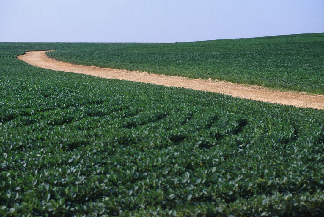 Soybeans