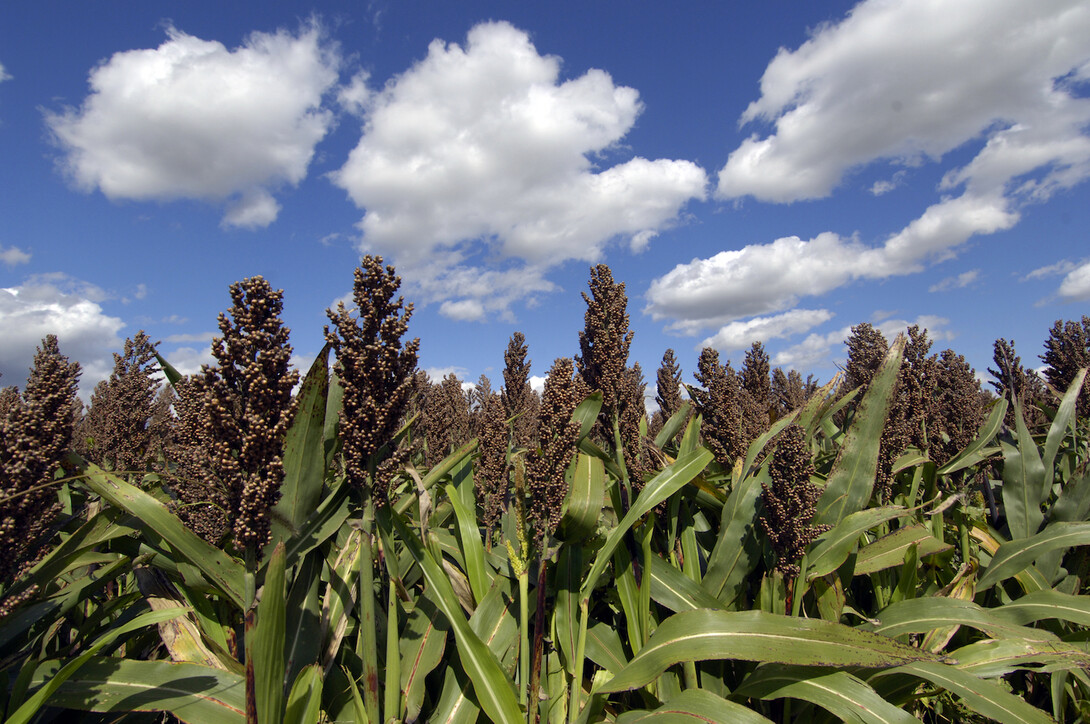 Sorghum