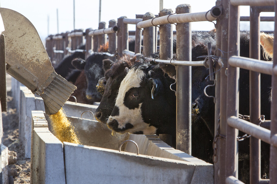 cattle feeding on corn