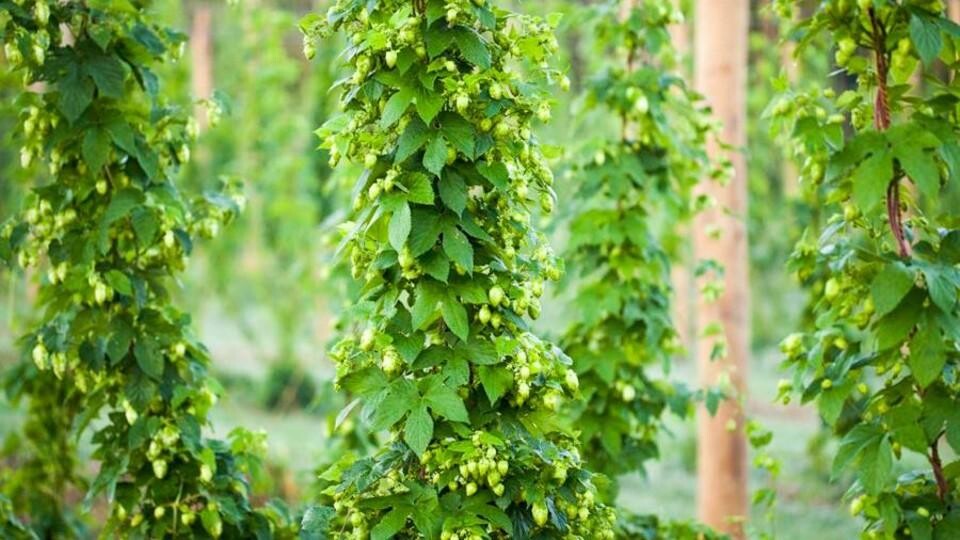 hops