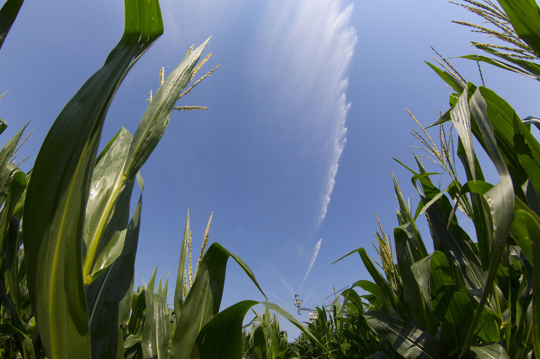 Corn