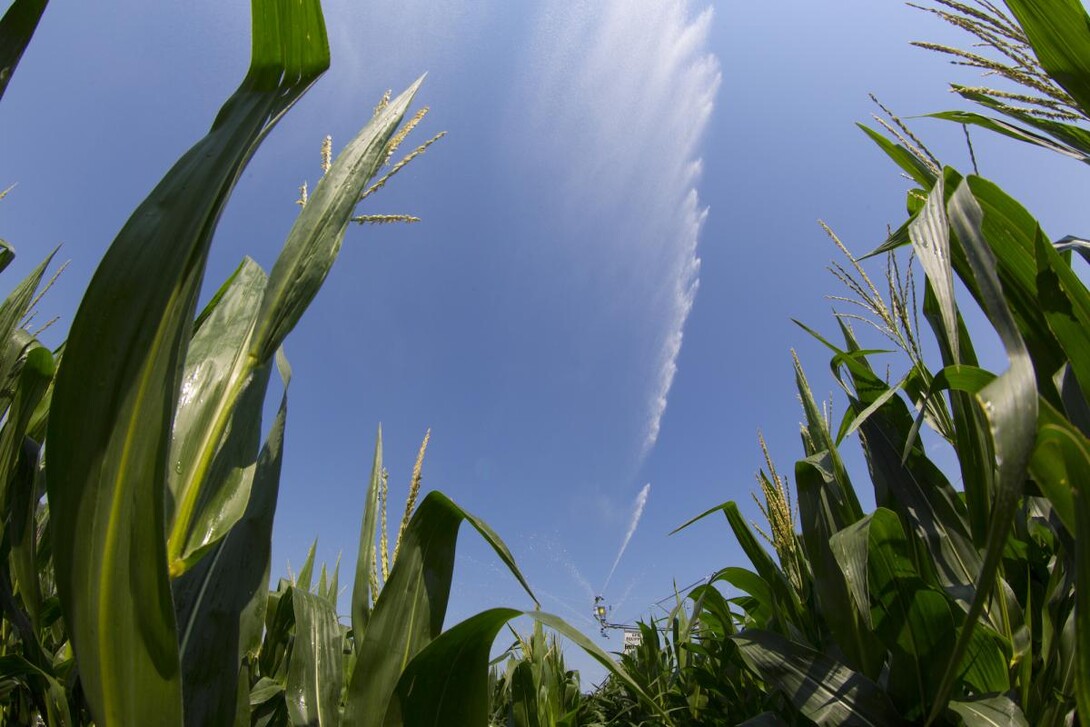 rowers utilizing variable rate seeding in continuous corn production. links to larger image.