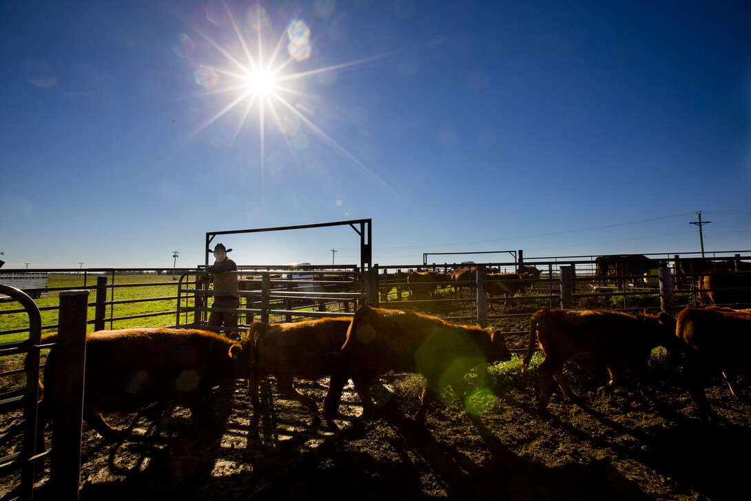Cattle
