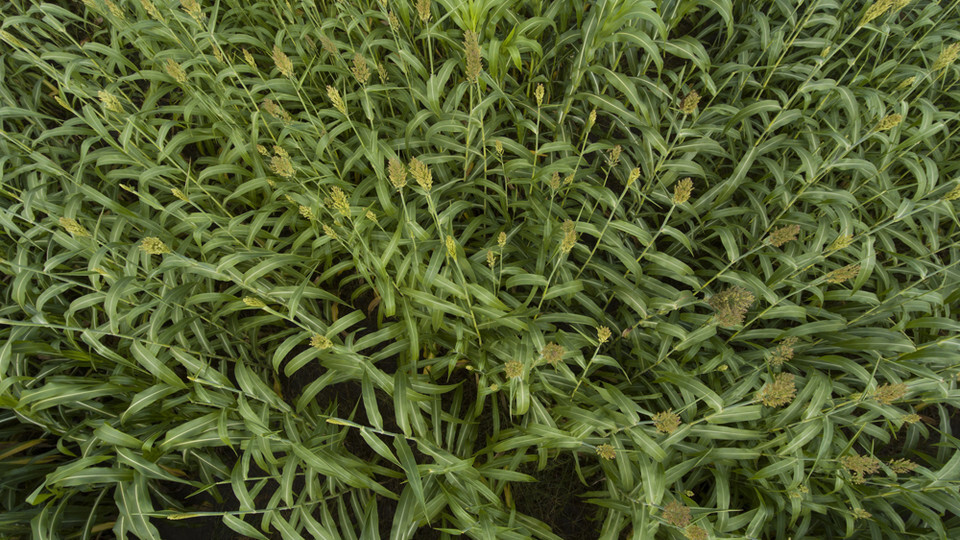 sorghum
