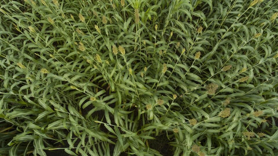 Sorghum