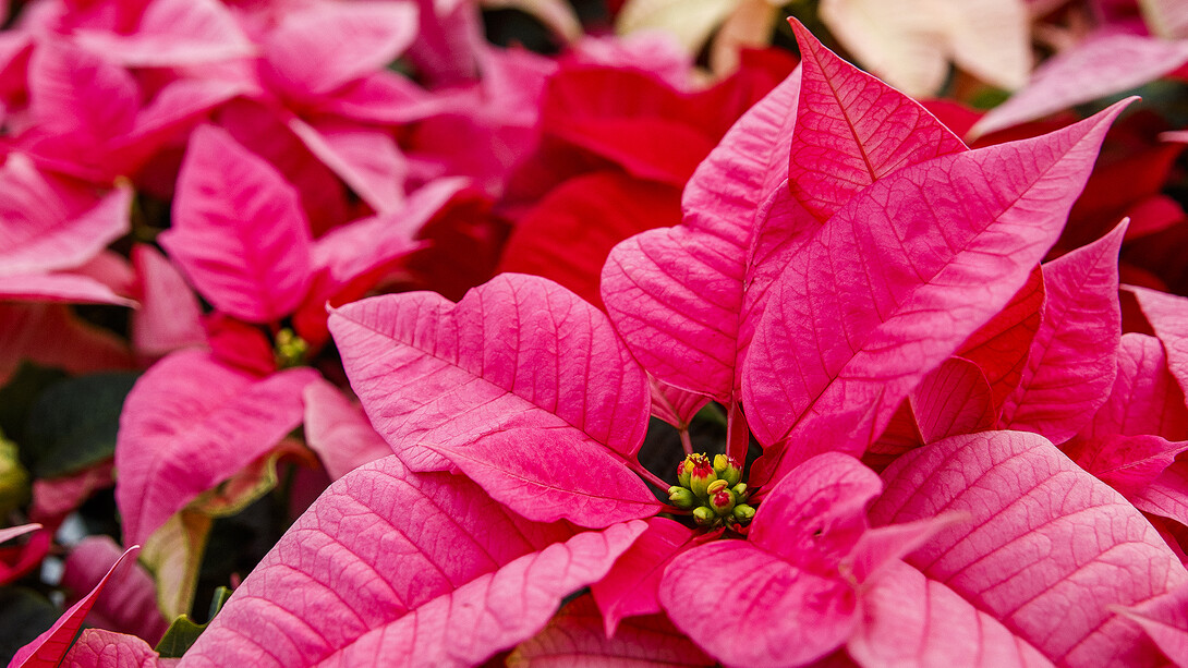 poinsettia