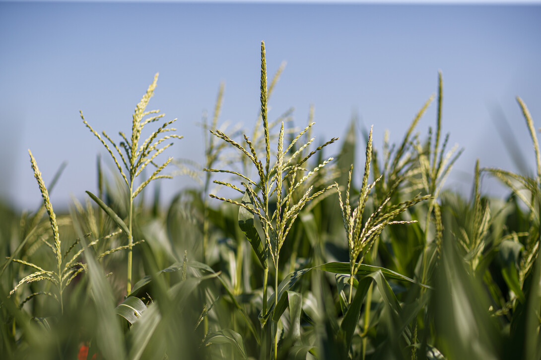 Corn