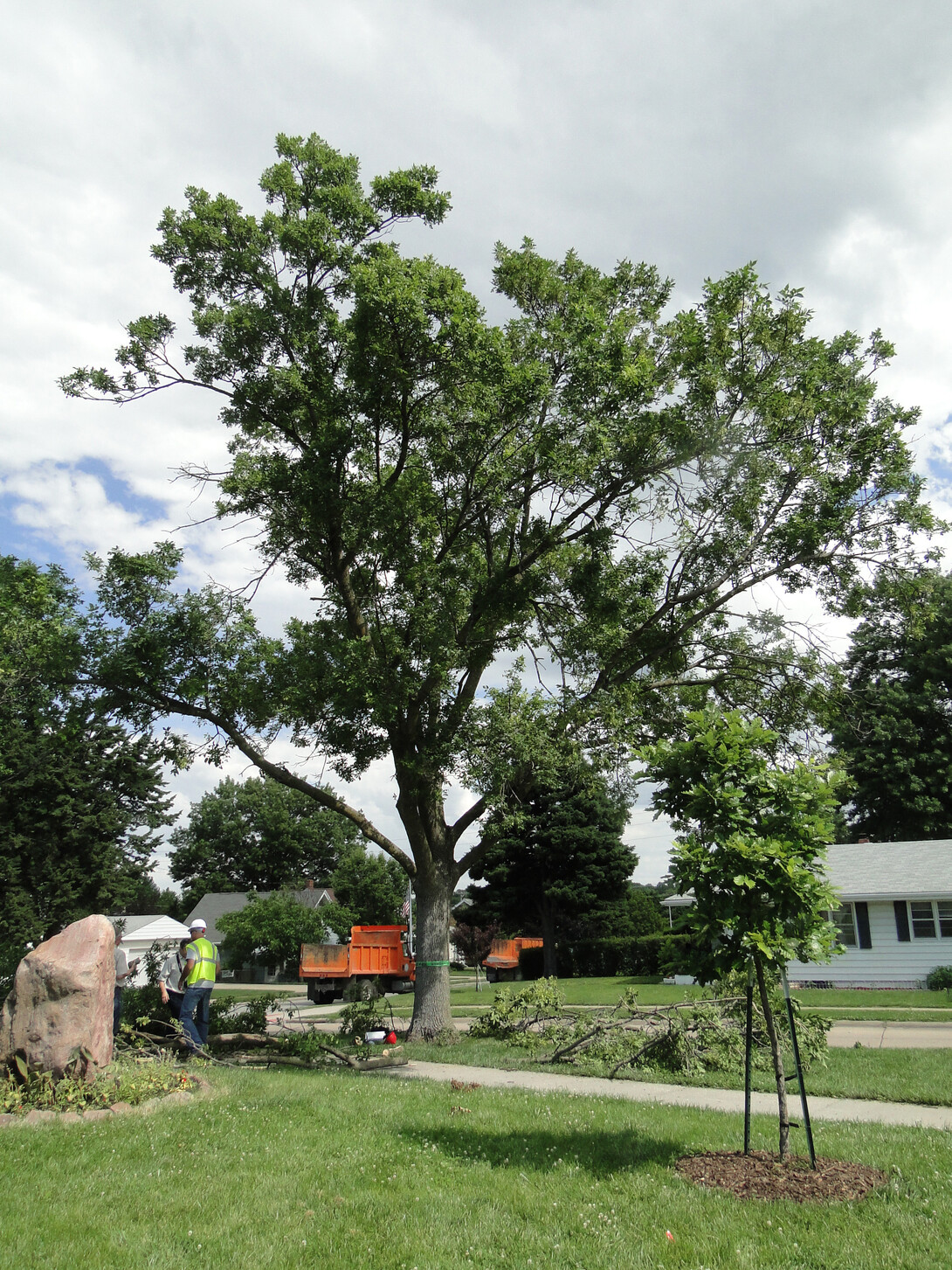 Ash Tree