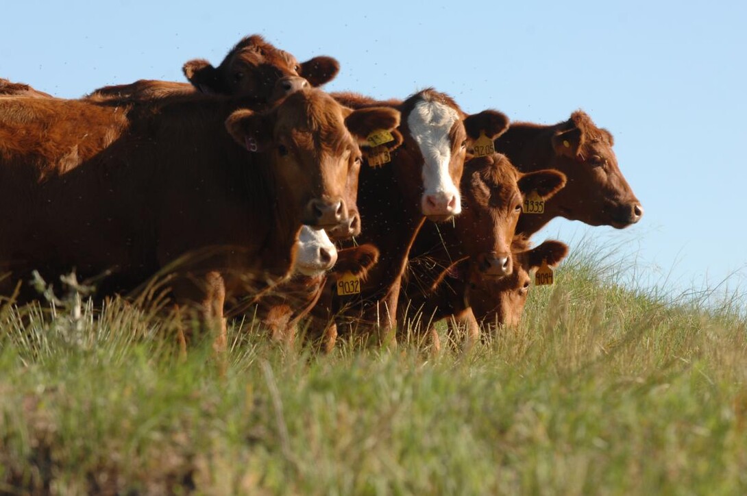 Grazing Conference