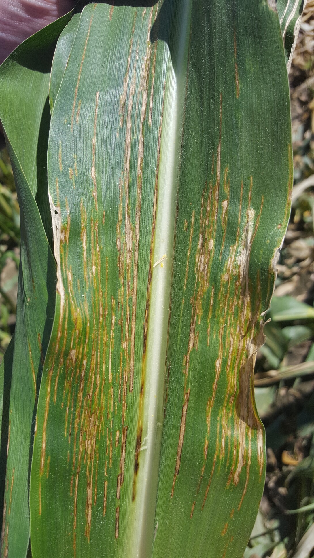 Bacterial Leaf Streak