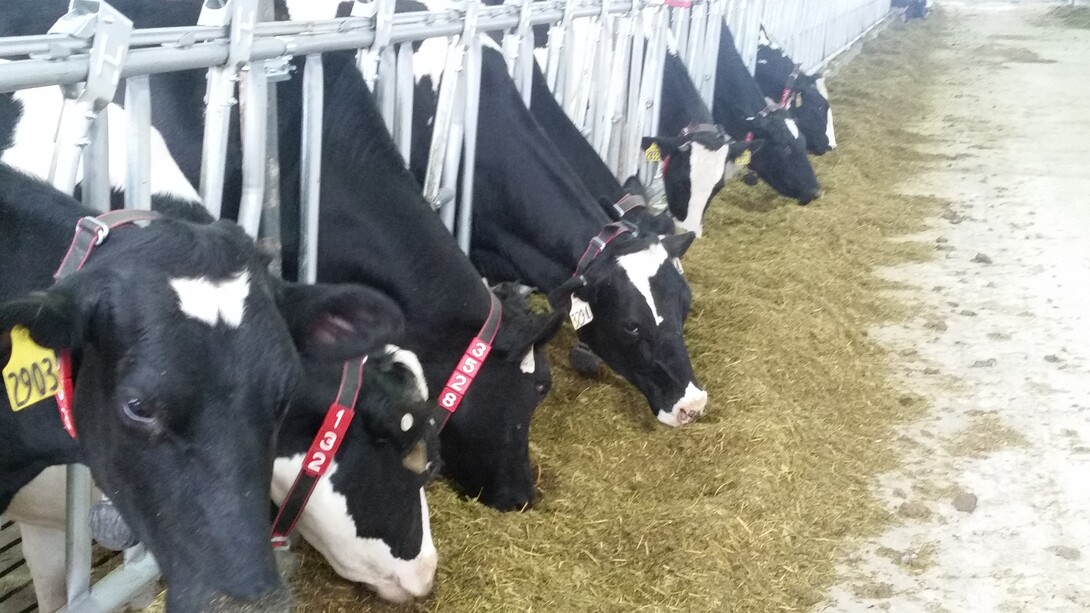 Dairy