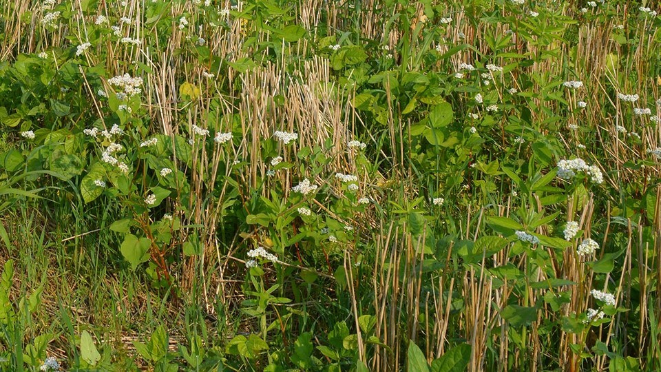 Cover Crops