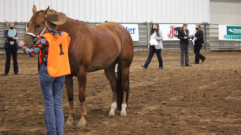 Horse Judging