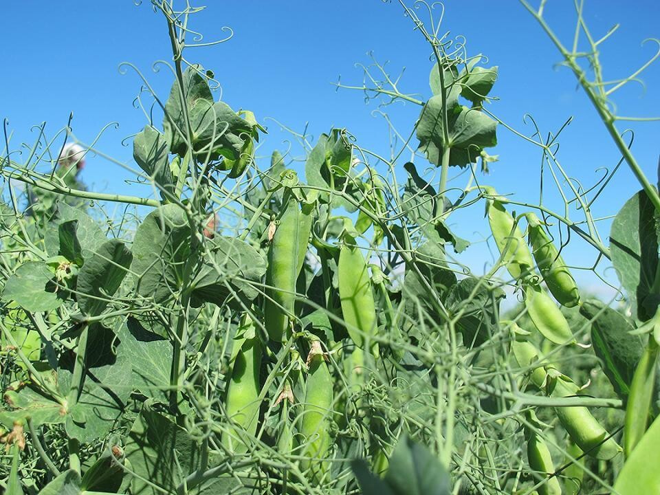 field pea