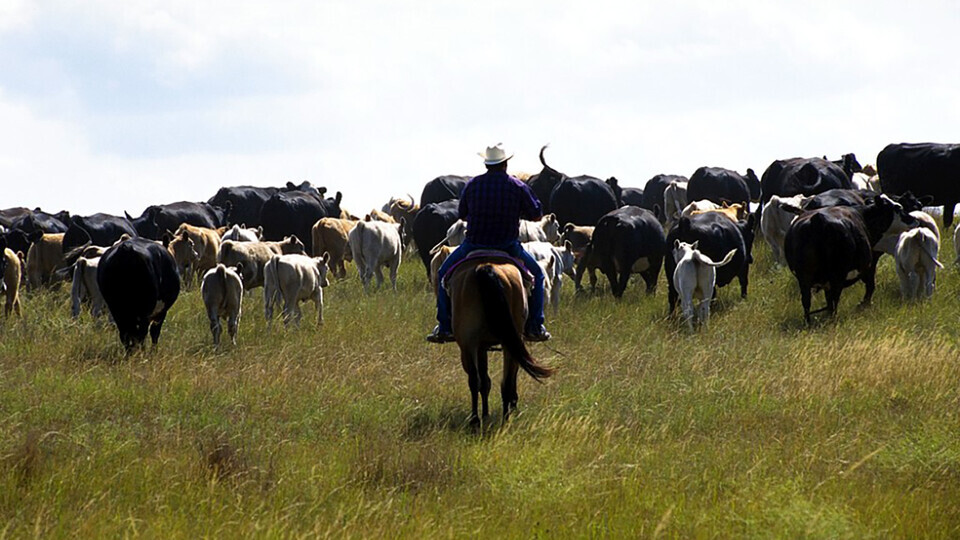 rancher horseback