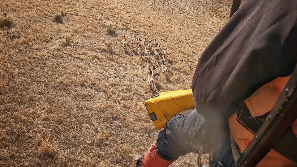 pronghorn running across western Nebraska rangeland