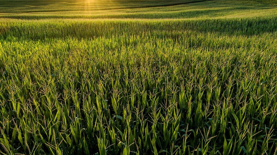 corn field