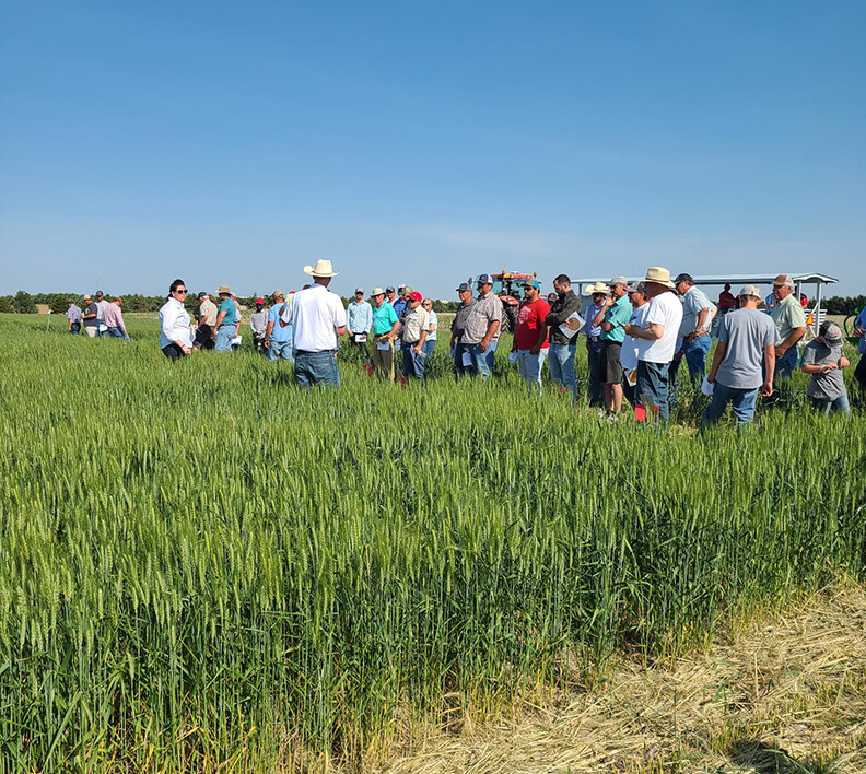 wheat field tour 