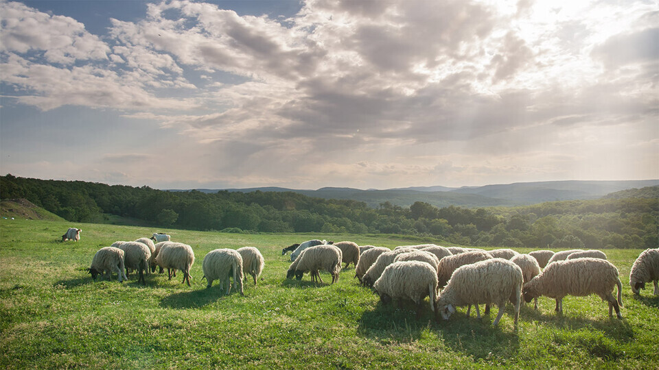 sheep