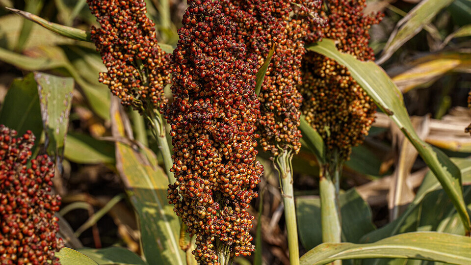 sorghum