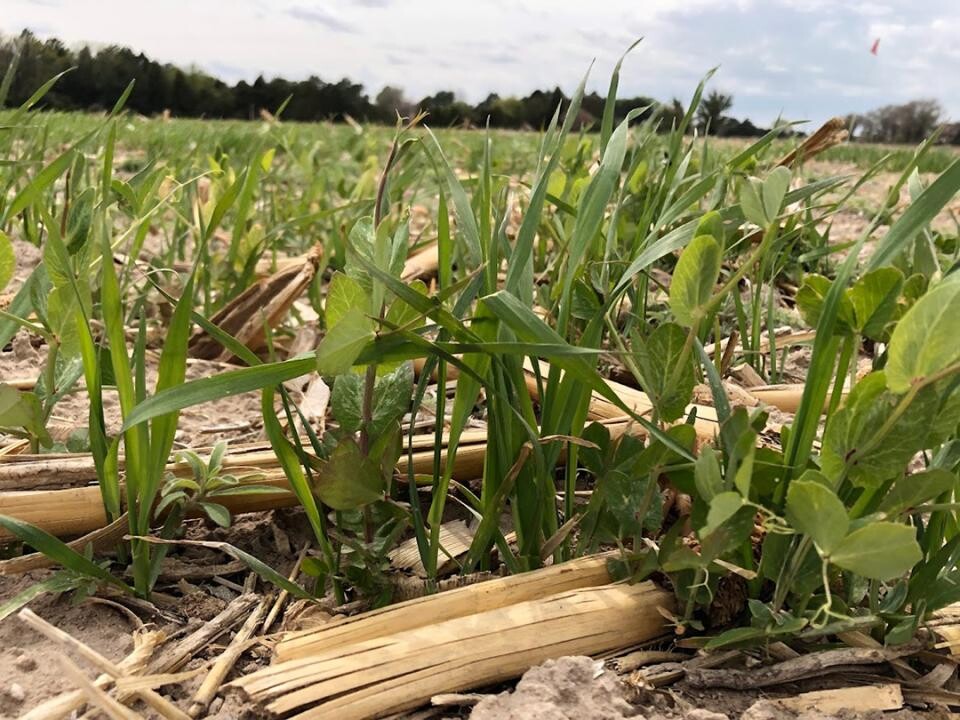 cover crops in a field